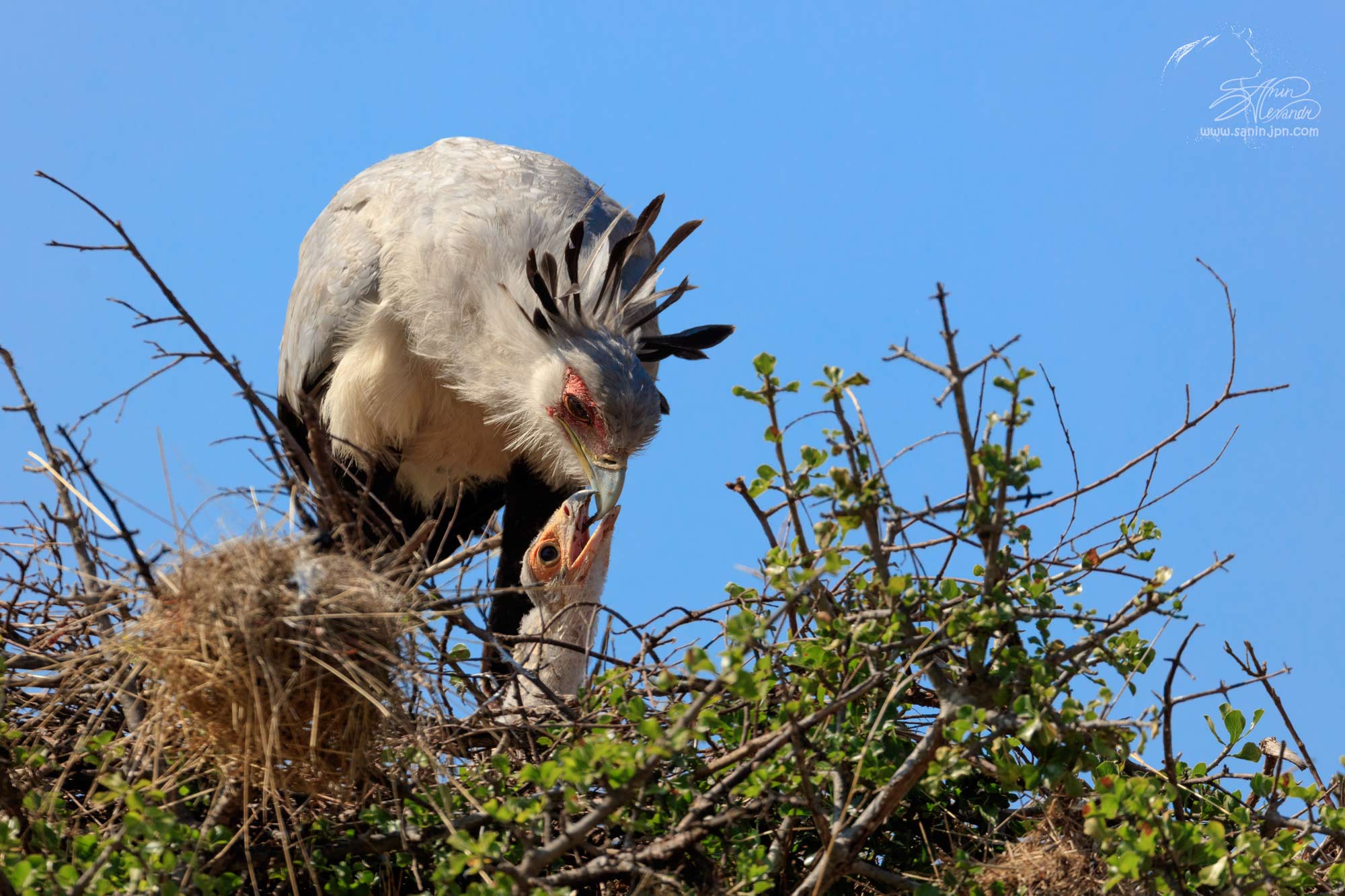 Secretary bird in the nest