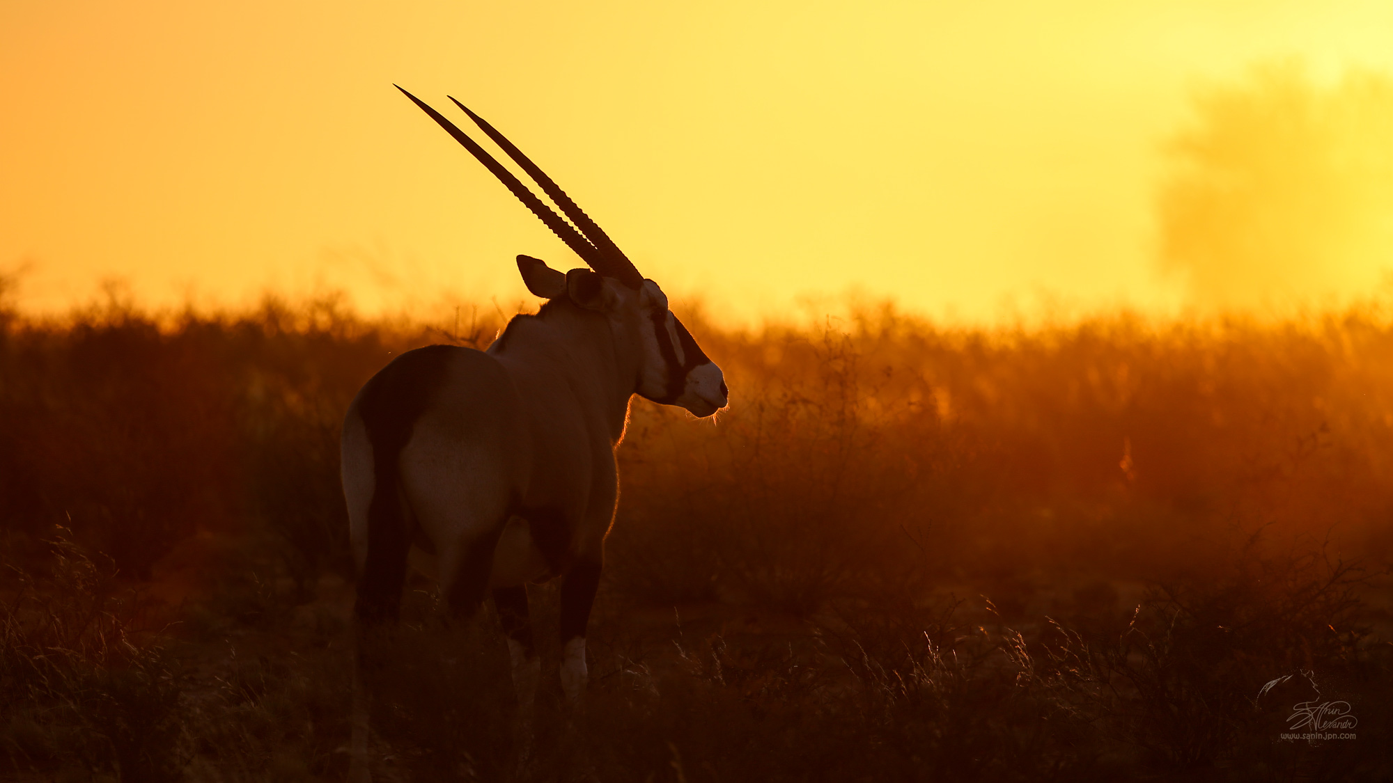 Oryx in Sossusvley desert, Namibia