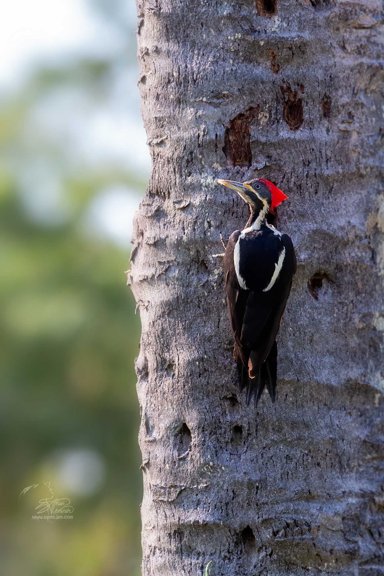 Lineate woodpecker